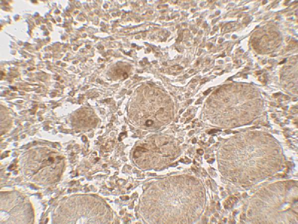 a06290 lamtor1 primary antibodies ihc testing 2
