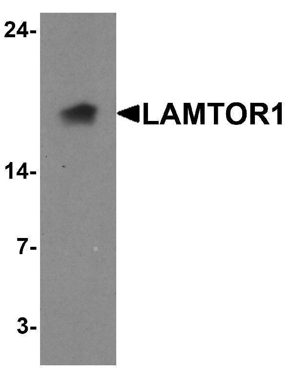 a06290 lamtor1 primary antibodies wb testing 1