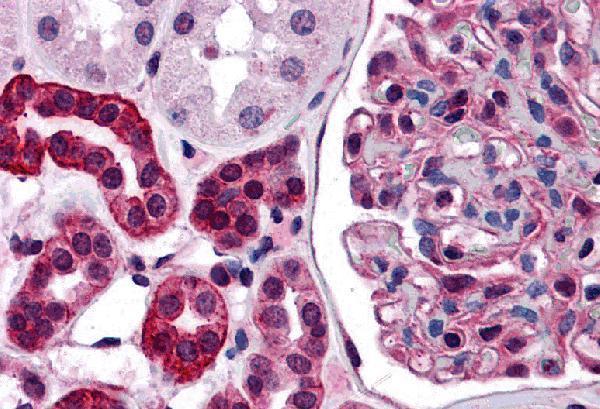 Immunohistochemistry of ZNF521 in human kidney tissue with ZNF521 antibody at 5 μg/mL
