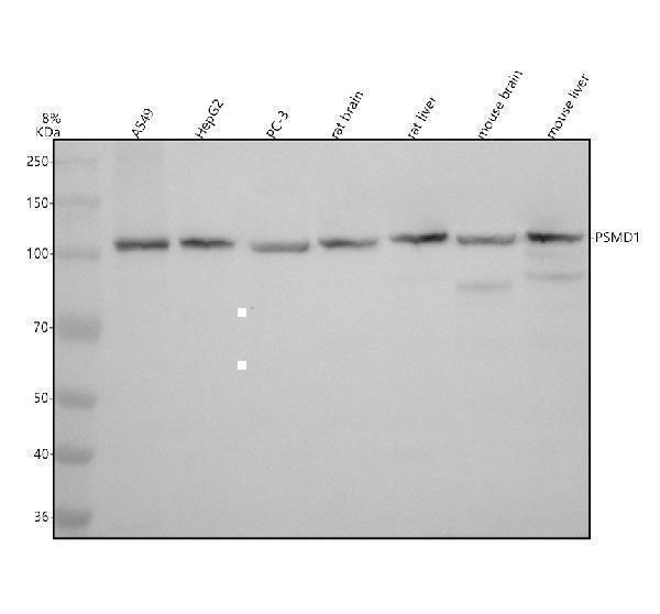 Western blot analysis of PSMD1 using anti-PSMD1 antibody (A06293-1)