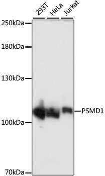 Western blot analysis of extracts of various cell lines, using PSMD1 antibody  at 1:1000 dilution