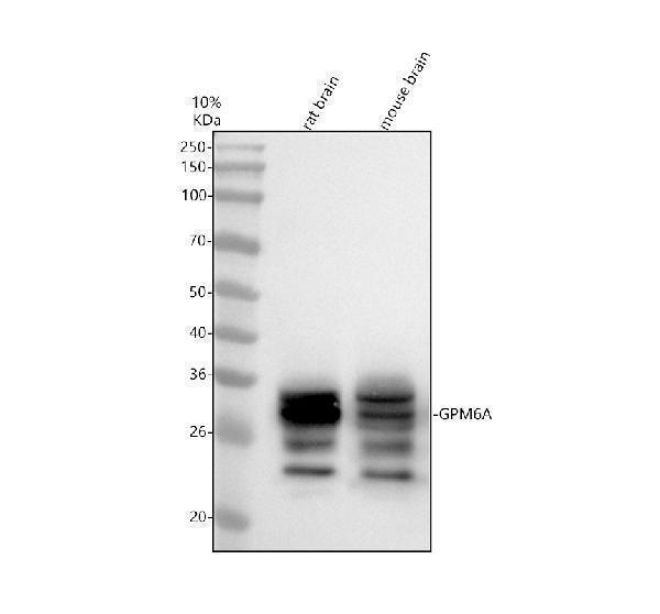 a06295 2 gpm6a primary antibodies wb testing 1