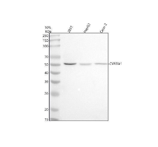  Western blot analysis of CYP2W1 using anti-CYP2W1 antibody (A06299-2)