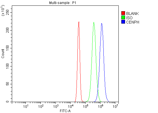 Flow Cytometry analysis of SiHa cells using anti-CENPH antibody (A06302-3)