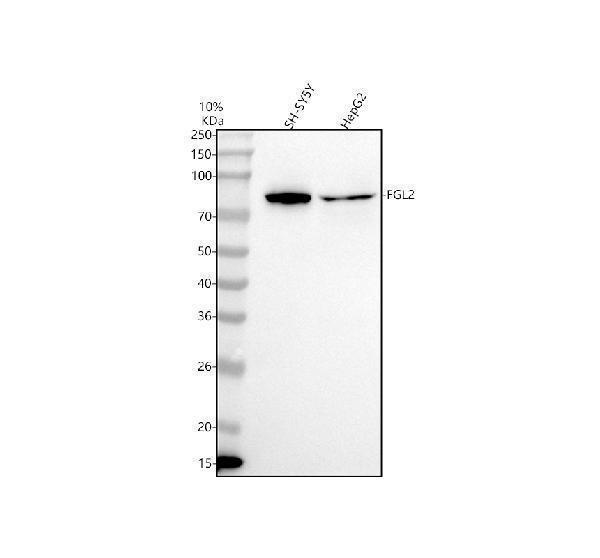a06303 3 fgl2 primary antibodies wb testing 1