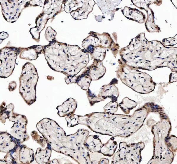 a06305 1 magel2 primary antibodies ihc testing 3