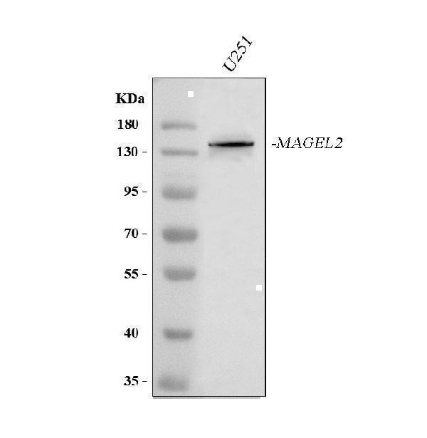 a06305 1 magel2 primary antibodies wb testing 1