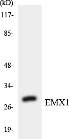 a06307 1 emx1 primary antibodies wb testing 1