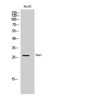 a06307 1 emx1 primary antibodies wb testing 2