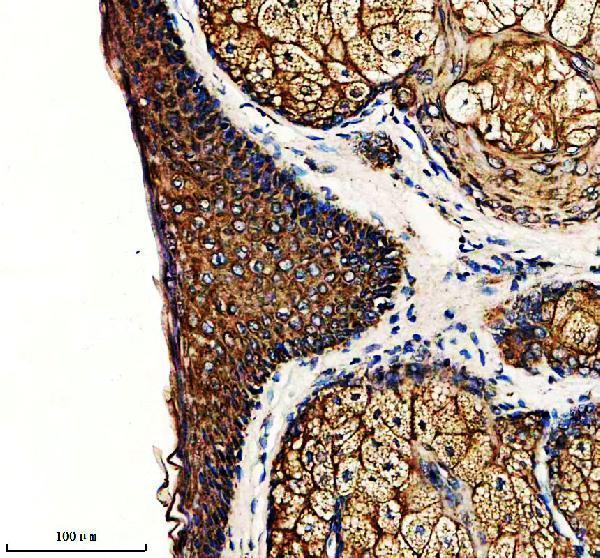 a06311 gm2a primary antibodies ihc testing 1