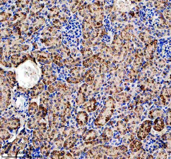 a06311 gm2a primary antibodies ihc testing 2
