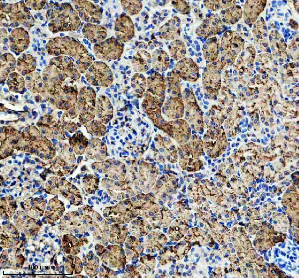 a06311 gm2a primary antibodies ihc testing 3