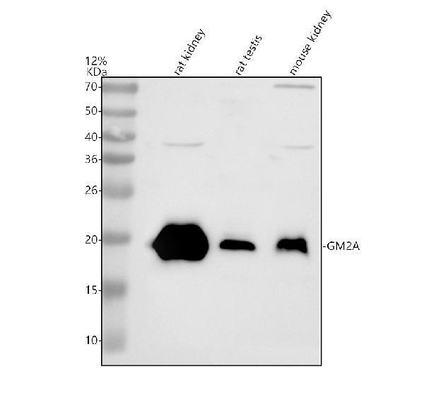 a06311 gm2a primary antibodies wb testing 1
