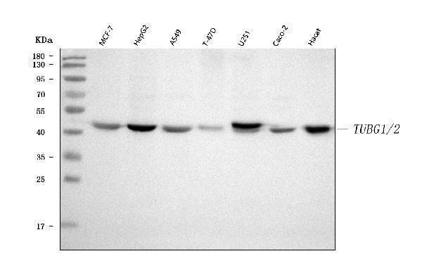 a06313 2 tubg1 2 primary antibodies wb testing 1
