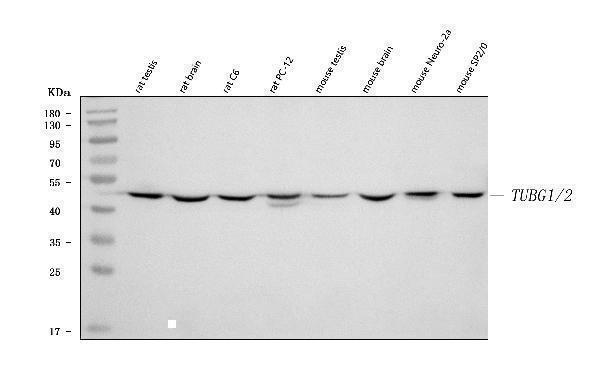 a06313 2 tubg1 2 primary antibodies wb testing 2