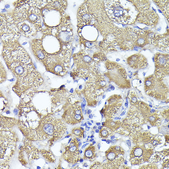 a06317 pygl primary antiboties ihc testing 2
