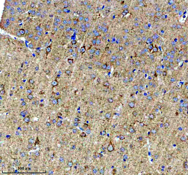 IHC analysis of IMPACT using anti-IMPACT antibody (A06318)