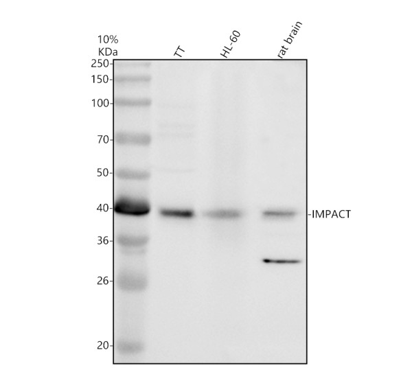 Western blot analysis of IMPACT using anti-IMPACT antibody (A06318)