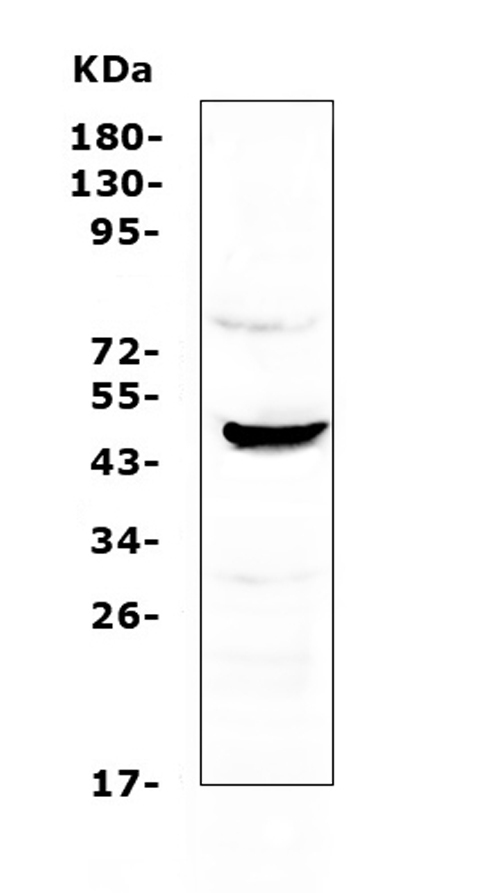Western blot analysis of NOV/CCN3 using anti-NOV/CCN3 antibody (A06319-1). Electrophoresis was performed on a 5-20% SDS-PAGE gel at 70V (Stacking gel) / 90V (Resolving gel) for 2-3 hours. The sample well of each lane was loaded with 50ug of sample under reducing conditions. Lane 1: human Hela whole cell lysate. After Electrophoresis, proteins were transferred to a Nitrocellulose membrane at 150mA for 50-90 minutes. Blocked the membrane with 5% Non-fat Milk/ TBS for 1.5 hour at RT. The membrane was incubated with rabbit anti-NOV/CCN3 antigen affinity purified polyclonal antibody (Catalog # A06319-1) at 0.5 μg/mL overnight at 4°C, then washed with TBS-0.1%Tween 3 times with 5 minutes each and probed with a goat anti-rabbit IgG-HRP secondary antibody at a dilution of 1:10000 for 1.5 hour at RT. The signal is developed using an Enhanced Chemiluminescent detection (ECL) kit (Catalog # EK1002) with Tanon 5200 system. A specific band was detected for NOV/CCN3 at approximately 47KD. The expected band size for NOV/CCN3 is at 39KD.