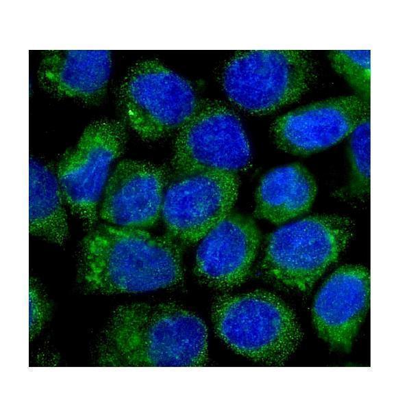 a06319 1 nov ccn3 primary antibodies if testing 6