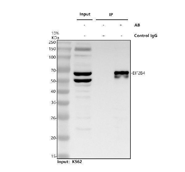 Immunoprecipitating EIF2B4 in K562 whole cell lysate
