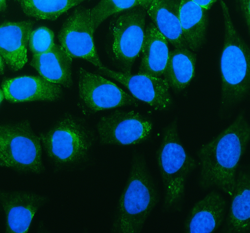 a06324 2 ube3c primary antibodies if testing 1