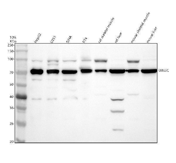 a06324 2 ube3c primary antibodies wb testing 1