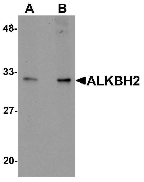 a06325 alkbh2 primary antibodies wb testing 1