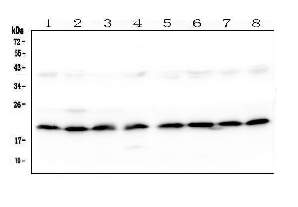 a06326 ska2 primary antibodies wb testing 1_1
