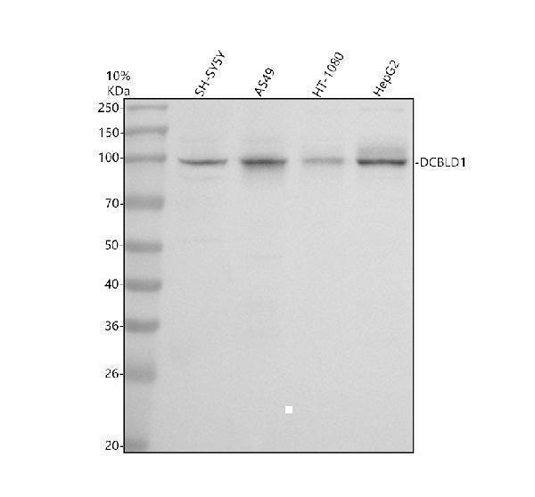 a06328 1 dcbld1 primary antibodies wb testing 1