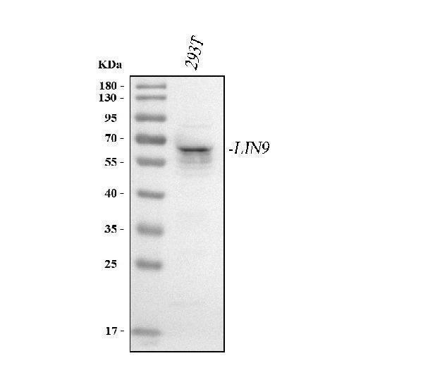  Western blot analysis of LIN9 using anti-LIN9 antibody (A06333-1)