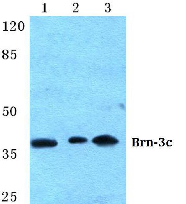 a06338 pou4f3 primary antiboties wb testing 1
