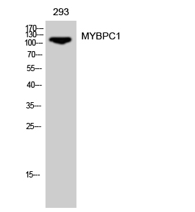 Western Blot analysis of 293 cells using MYBPC1 Polyclonal Antibody diluted at 1:500