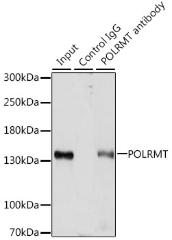 a06341 polrmt primary antiboties ip testing 2