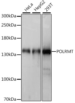 a06341 polrmt primary antiboties wb testing 1