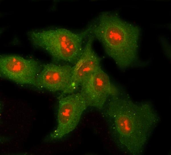  IF analysis of RNASEH1 and Tubulin beta using anti-RNASEH1 antibody (A06342-1) and anti-Tubulin beta antibody (M05613-4)