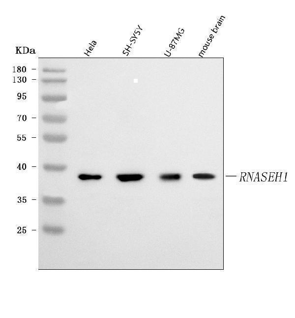  Western blot analysis of RNASEH1 using anti-RNASEH1 antibody (A06342-1)