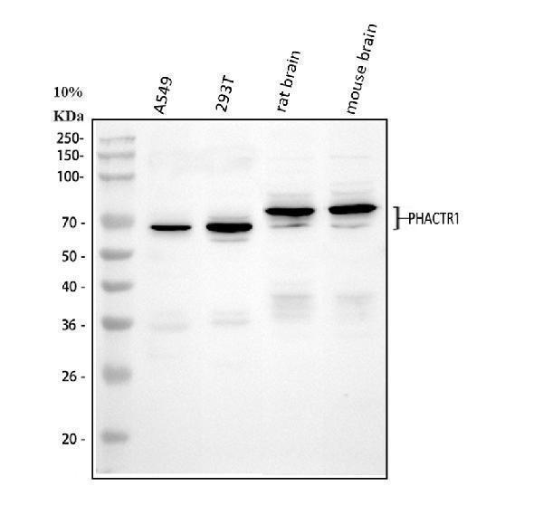  Western blot analysis of PHACTR1 using anti-PHACTR1 antibody (A06344-1)