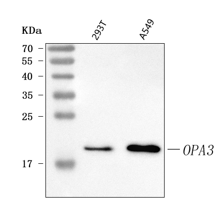  Western blot analysis of OPA3 using anti-OPA3 antibody (A06345-1)