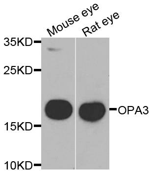 Western blot analysis of extracts of various cell lines, using OPA3 antibody