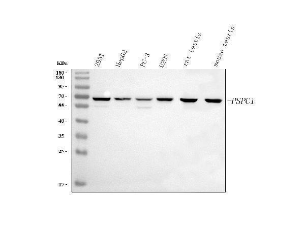  Western blot analysis of PSPC1 using anti-PSPC1 antibody (A06348-1)