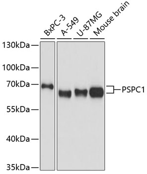 a06348 pspc1 primary antiboties wb testing 1