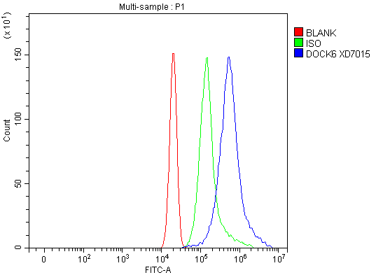 Flow Cytometry analysis of RT4 cells using anti-DOCK6 antibody (A06349)