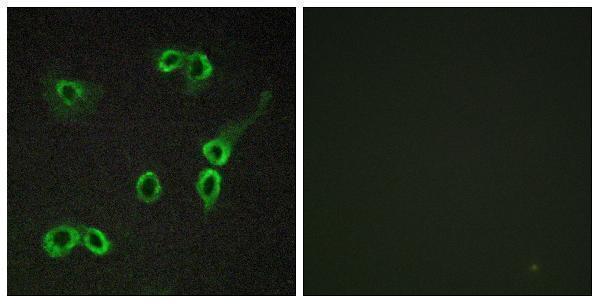 Immunofluorescence analysis of COS7 cells, using C3AR1 Antibody