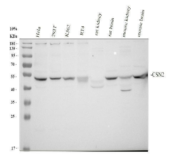 a06351 2 cops2 primary antibodies wb testing 1