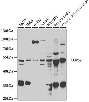 Western blot analysis of extracts of various cell lines, using COPS2 antibody  at 1:1000 dilution