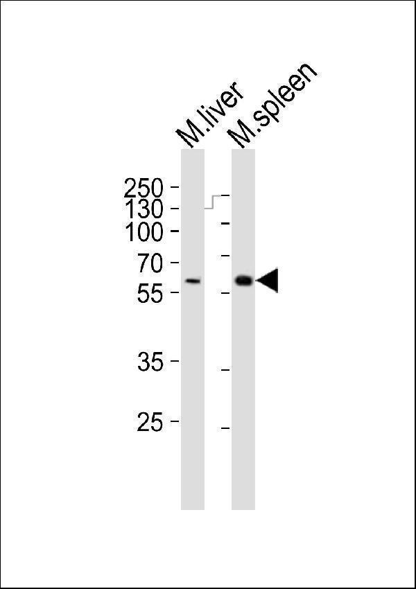 Western blot analysis of lysates from mouse liver, mouse spleen tissue lysate (from left to right), using Srms Antibody (Center)