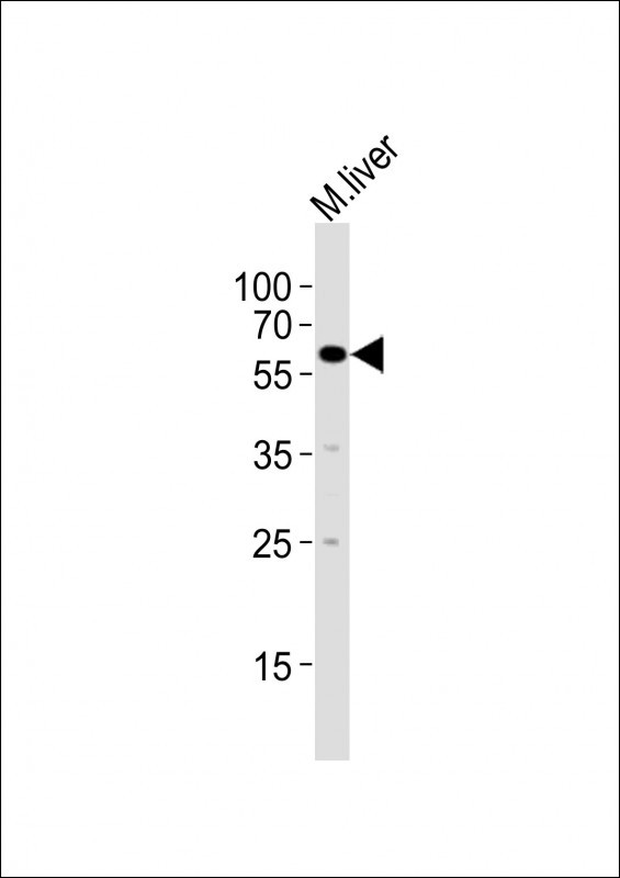 Anti-Srms Antibody (C-term) at 1:2000 dilution + mouse liver lysatesLysates/proteins at 20 µg per lane