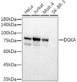 a06354 2 dgka primary antiboties wb testing 1
