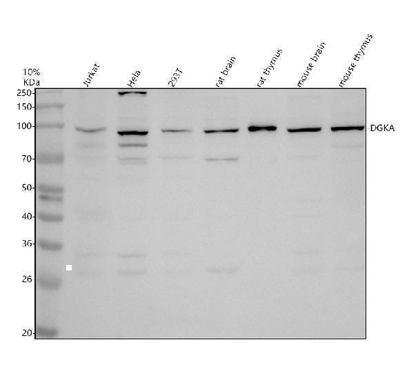 a06354 3 dgka primary antibodies wb testing 1